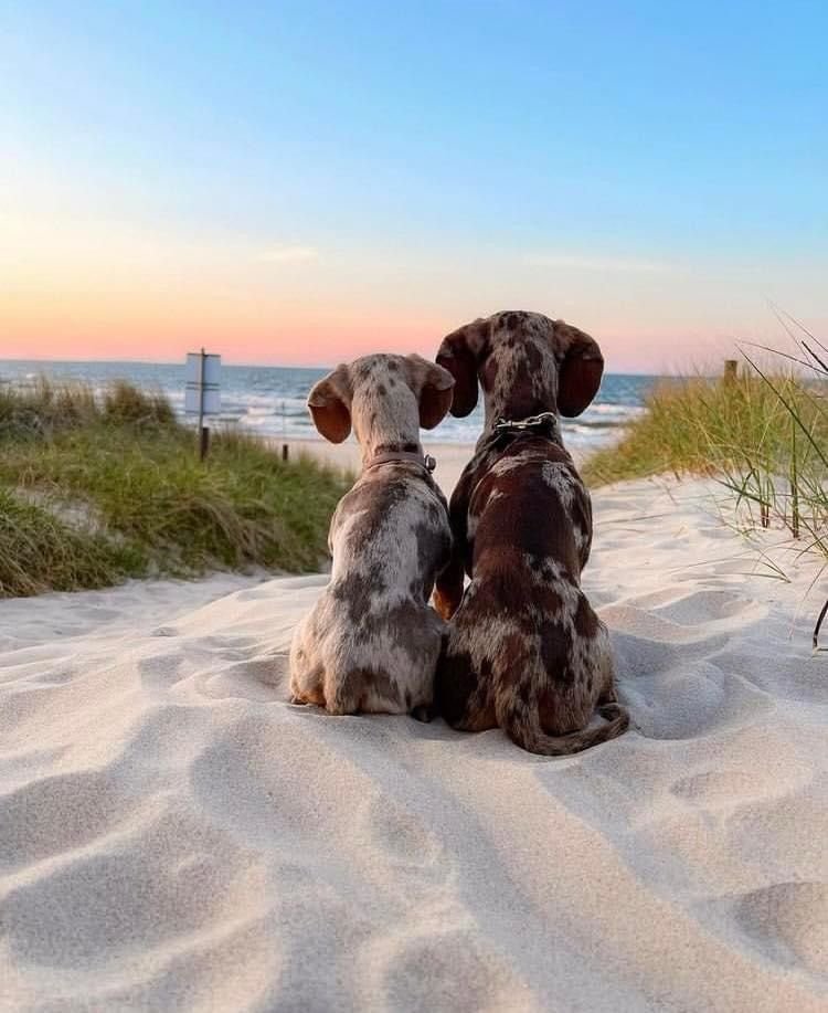 Chris and Monique, featured Dachshund family