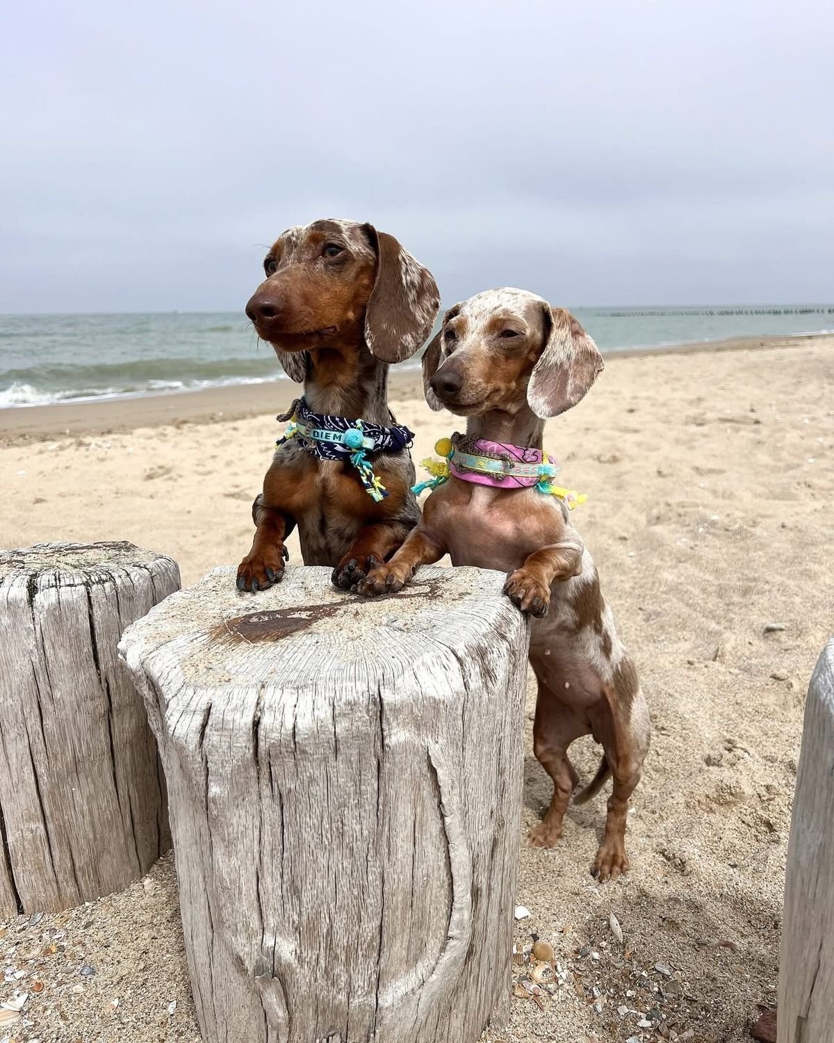 Cury and Emy, featured Dachshund family