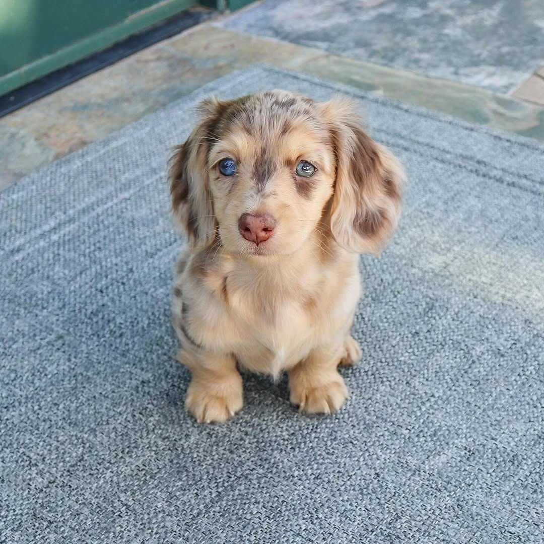 Charlie, male Dachshund puppy