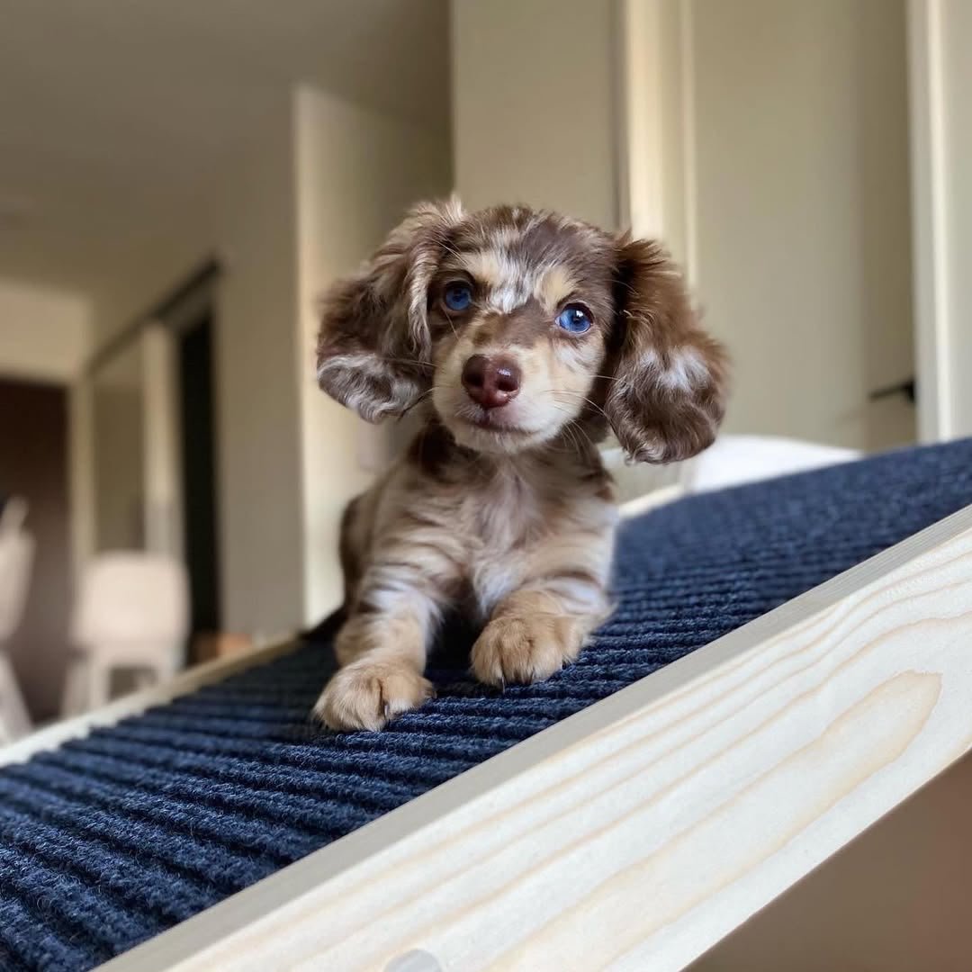 Oliver, male Dachshund puppy