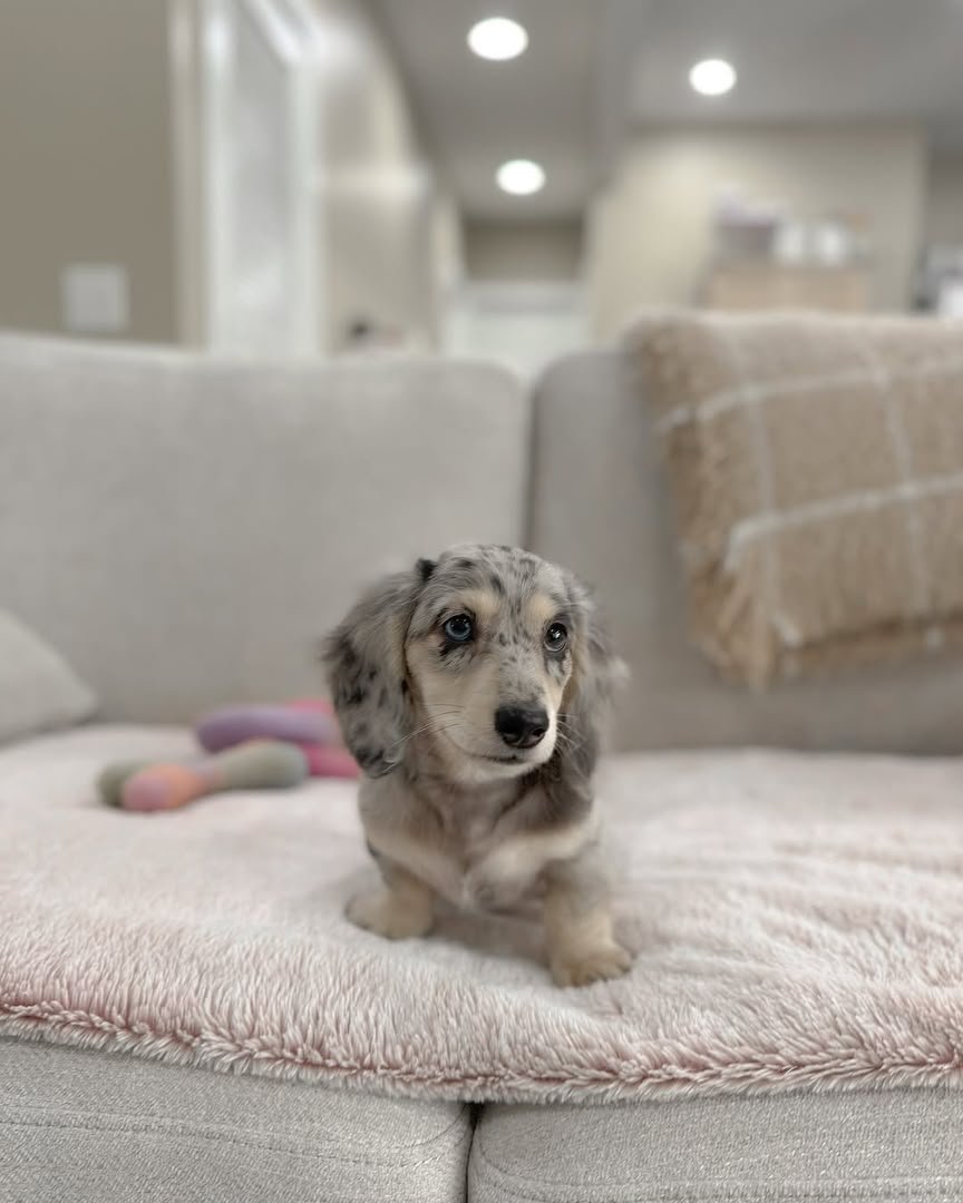 Daisy, female Dachshund puppy