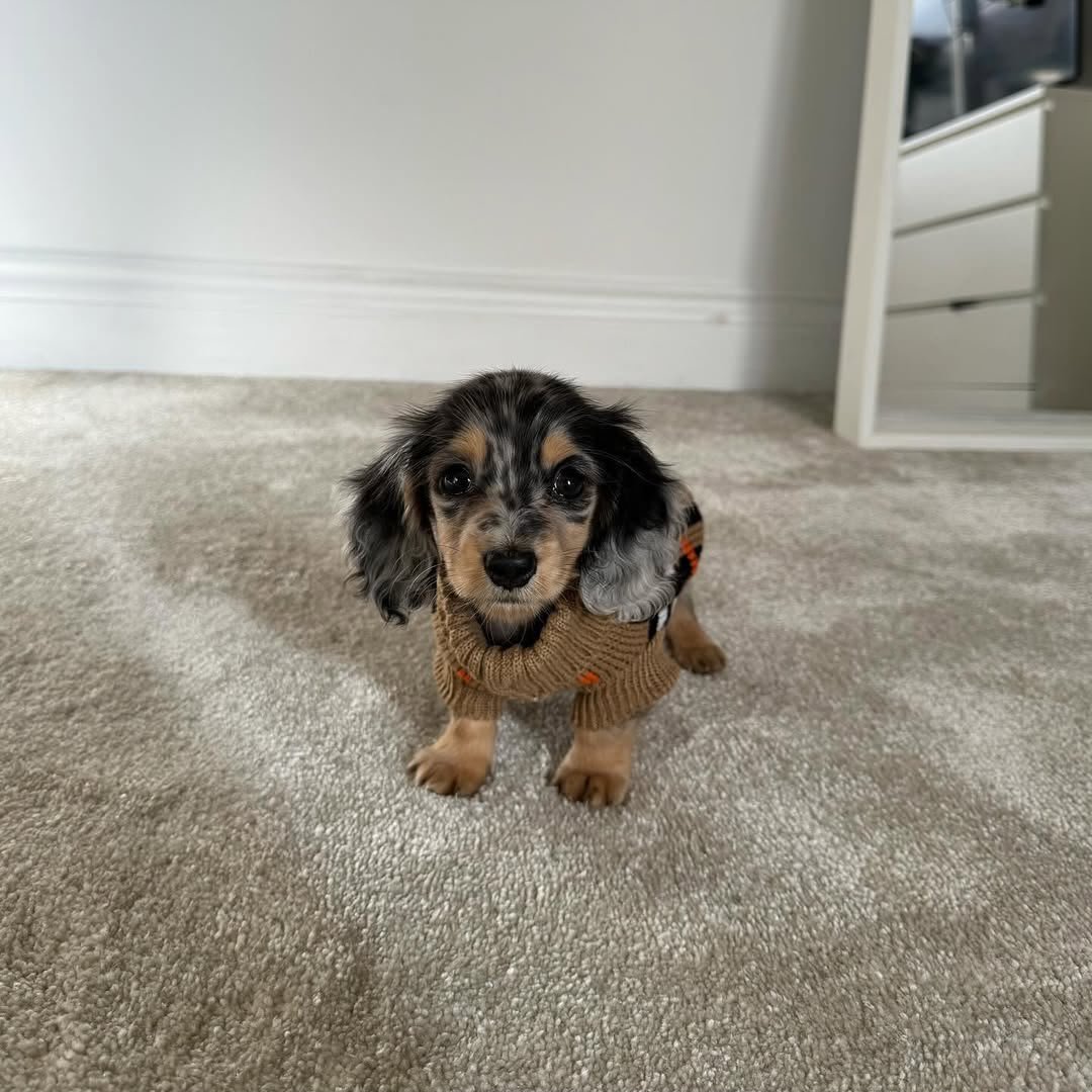 Luna, female Dachshund puppy