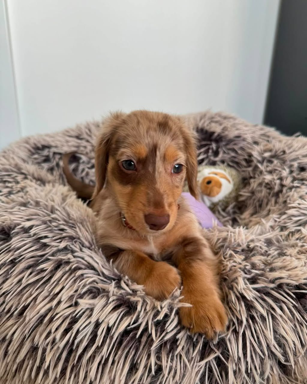 Teddy, female Dachshund puppy