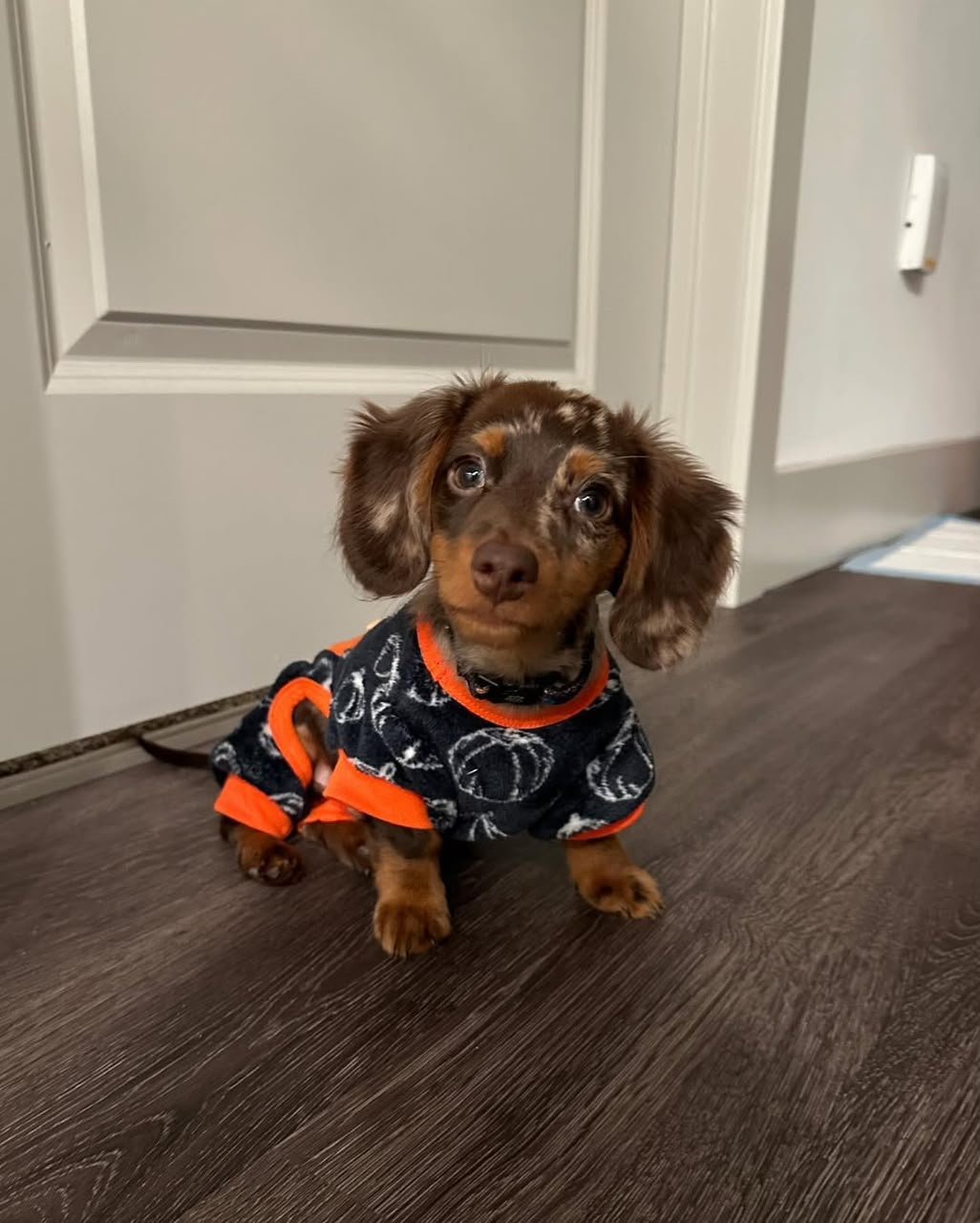 Maxwell, male Dachshund puppy, 11 weeks old