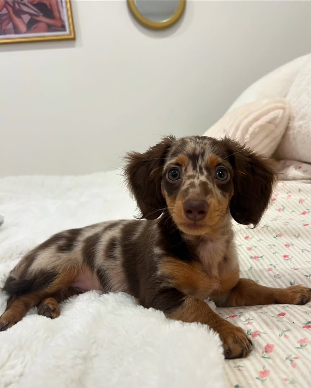 Bella, female Dachshund puppy, 13 weeks old