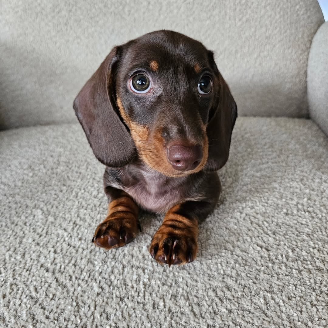 Cooper, male Dachshund puppy, 11 weeks old