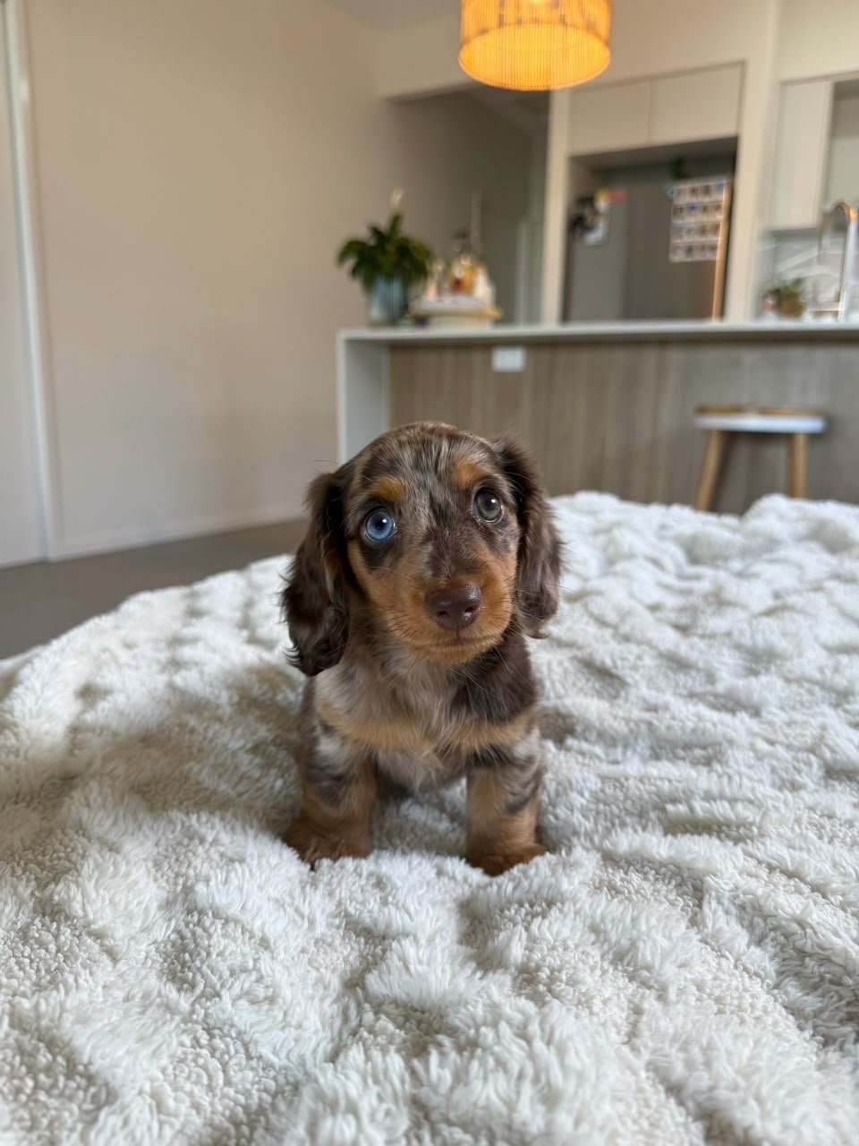 Archie, male Dachshund puppy, 10 weeks old