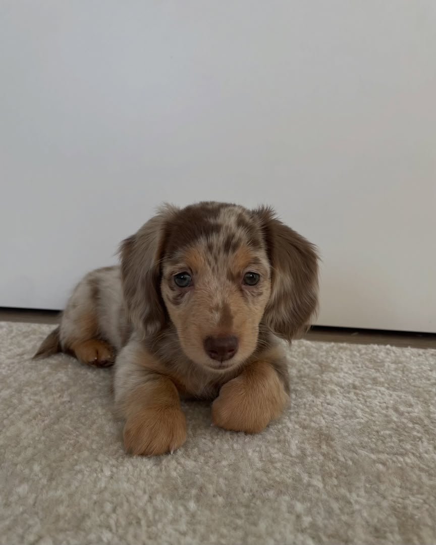 Rosie, female Dachshund puppy, 11 weeks old