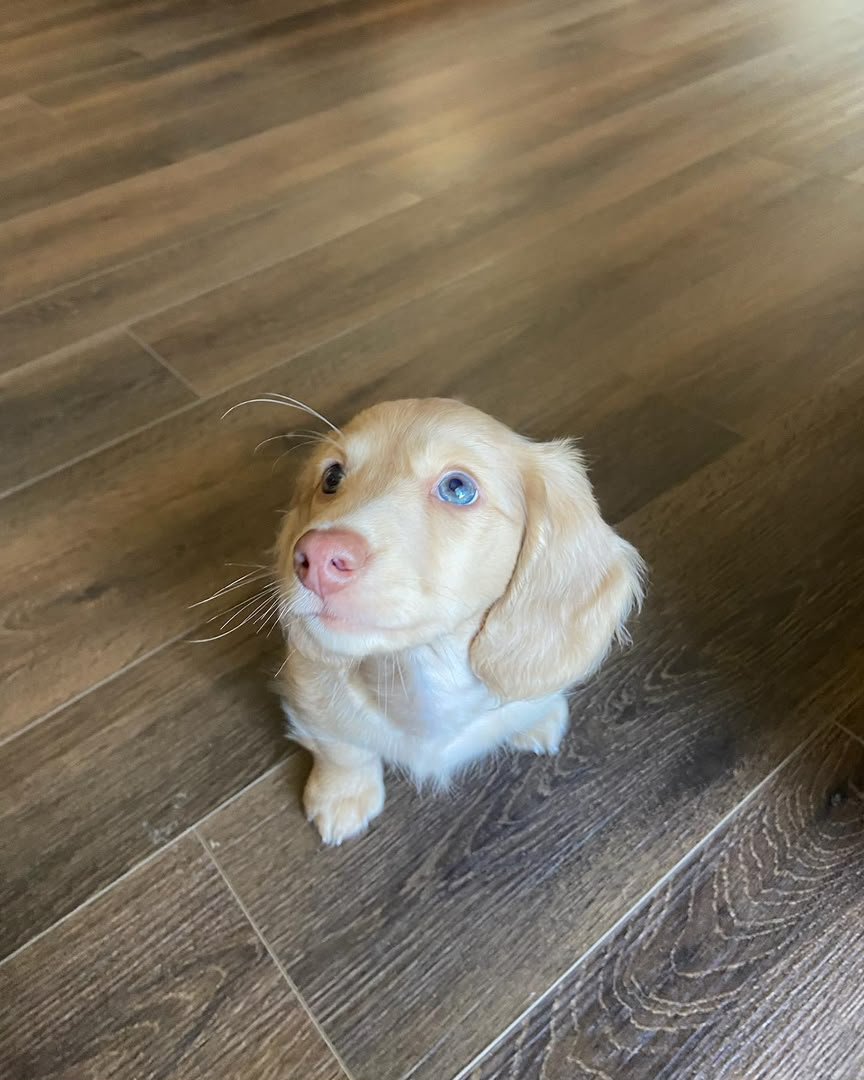 Milo, male Dachshund puppy, 11 weeks old