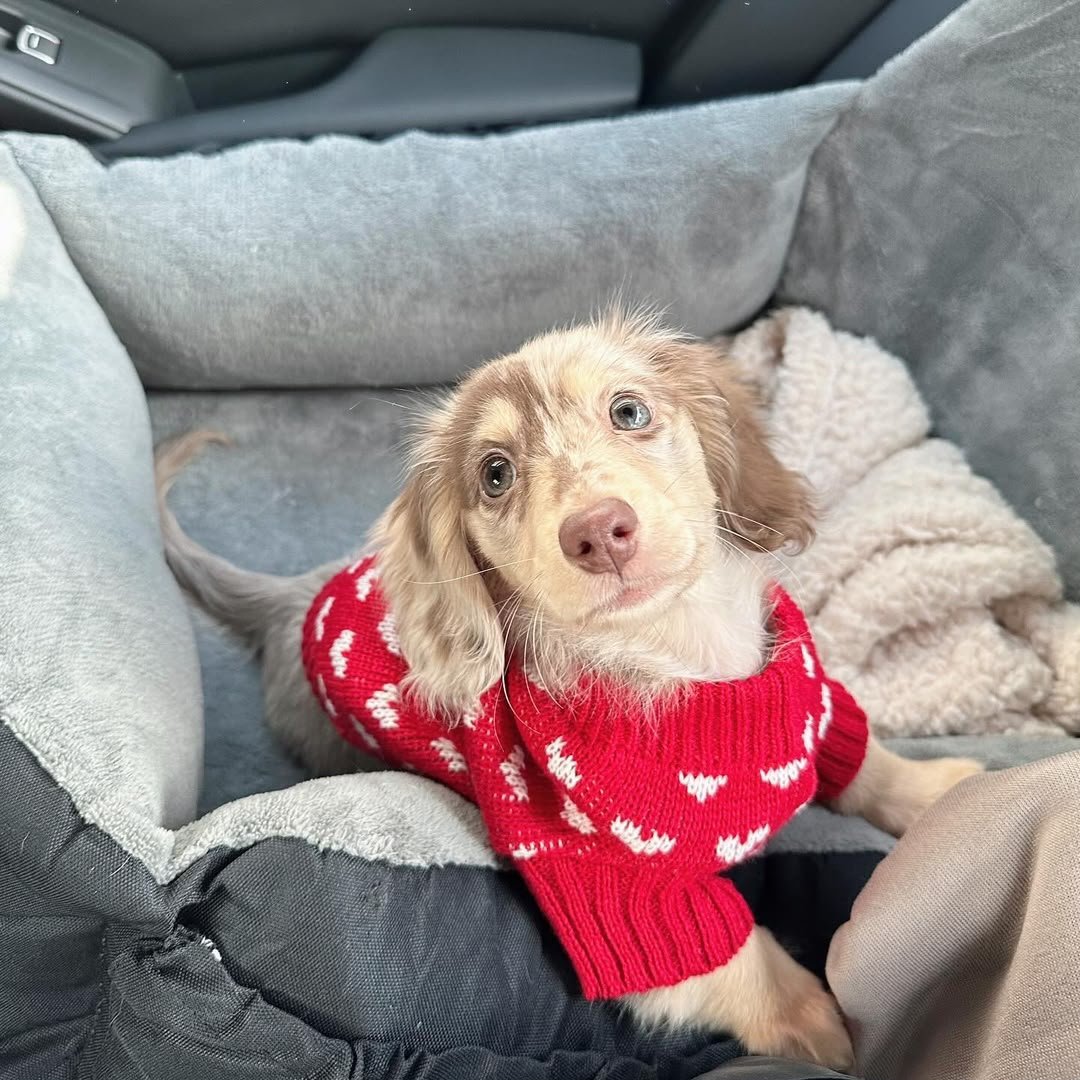 Lily, female Dachshund puppy, 10 weeks old