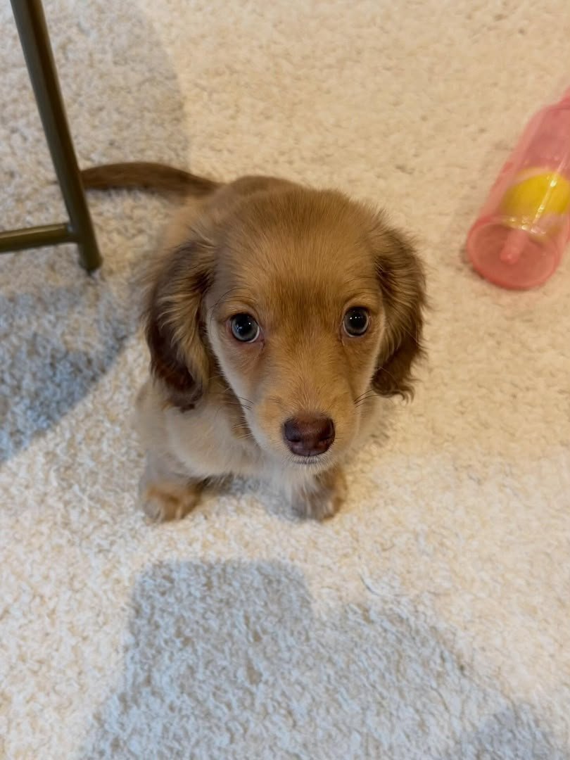 Ruby, female Dachshund puppy, 9 weeks old