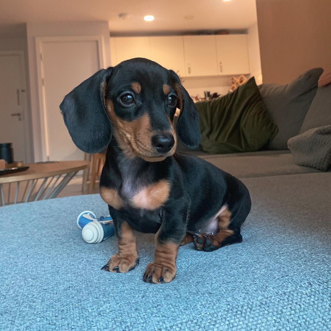 Finn, male Dachshund puppy, 11 weeks old