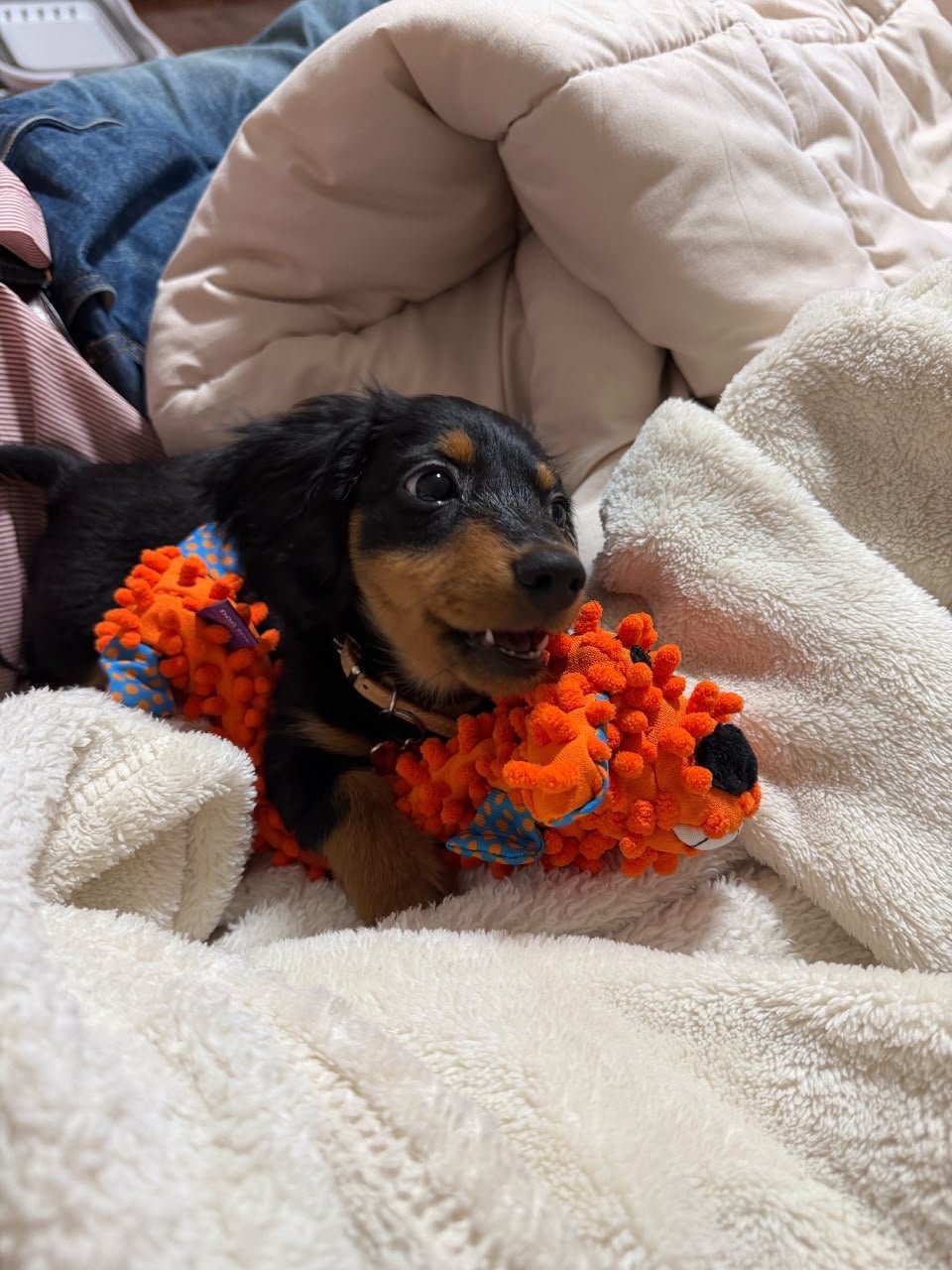 Poppy, female Dachshund puppy, 10 weeks old