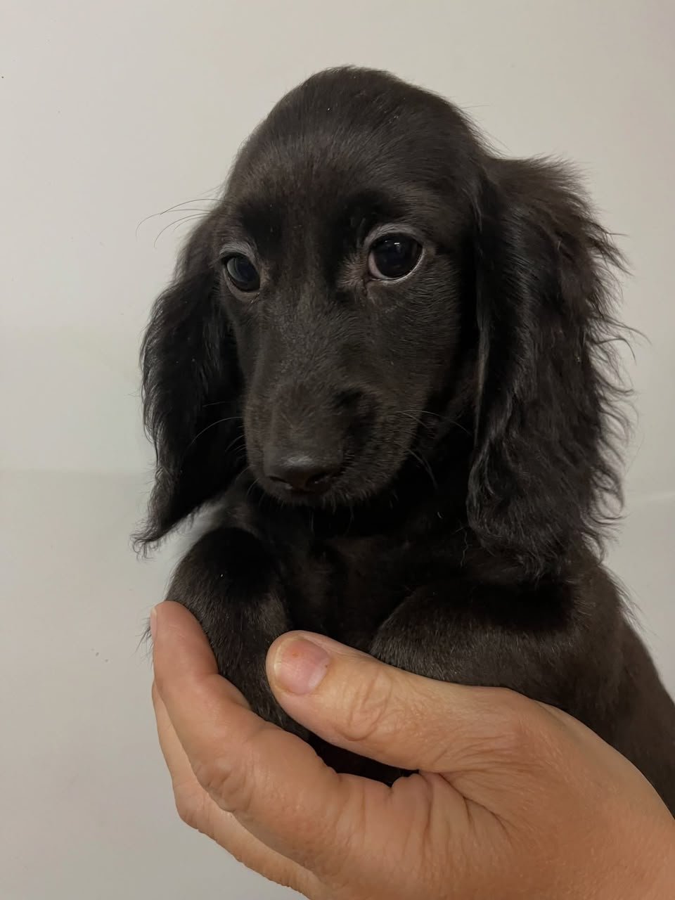 Benny, male Dachshund puppy, 10 weeks old
