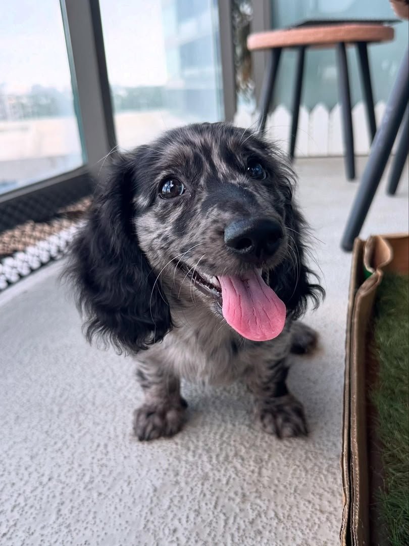 Henry, male Dachshund puppy, 12 weeks old