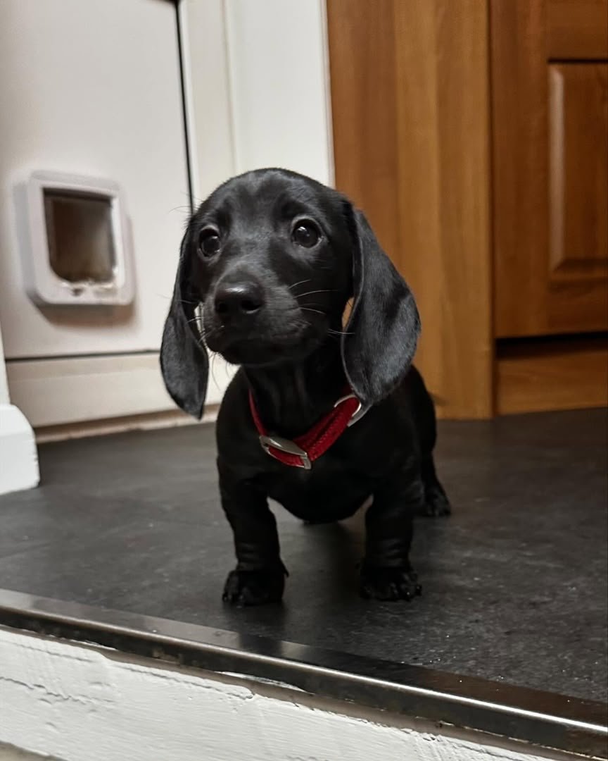 Maisie, female Dachshund puppy, 10 weeks old